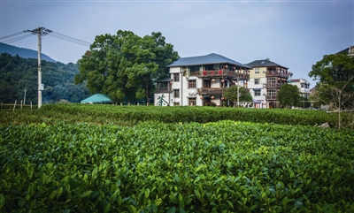 Visit-Local-Tea-Farms-and-Workshops2