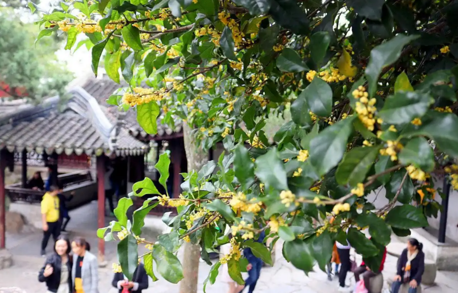 Nanxun-Osmanthus-Festival