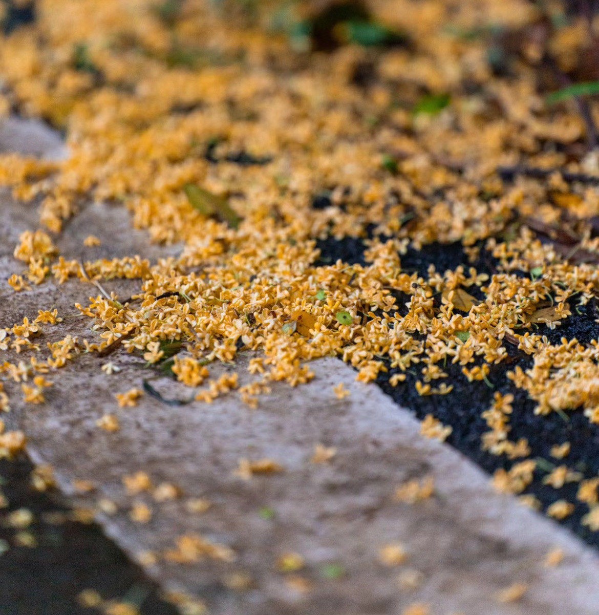 Nanxun-Osmanthus-Festival2